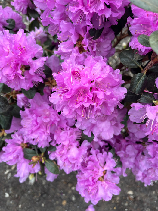 PJM Elite Rhododendron