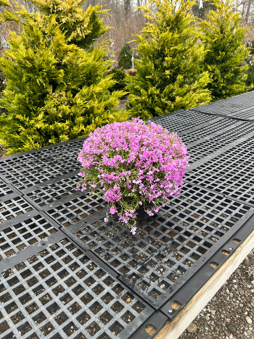 Fort Hill Moss Phlox