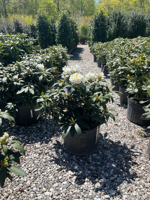 Chionoides Rhododendron