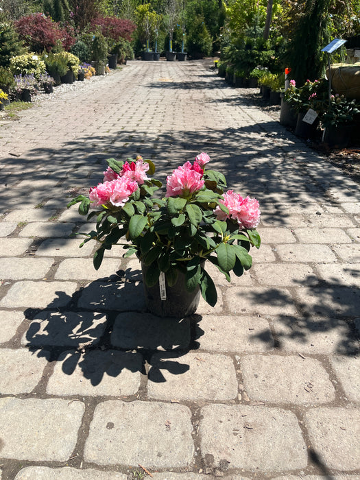 Yaku Prince Rhododendron