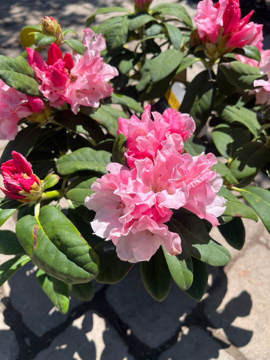 Yaku Prince Rhododendron