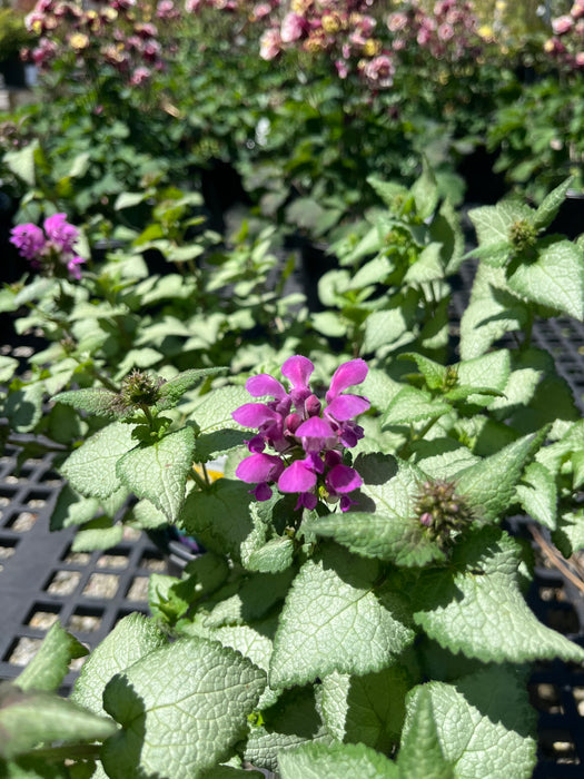 Purple Dragon Dead Nettle