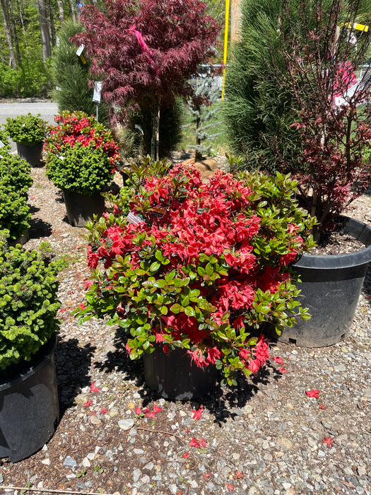 Stewartstonian Azalea