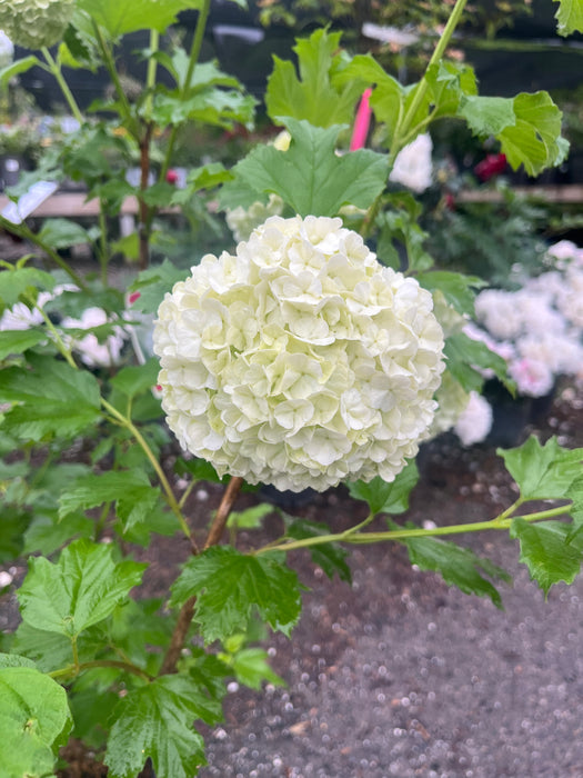 Eastern Snowball Viburnum