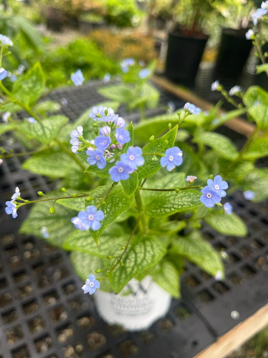 Jack of Diamonds Brunnera