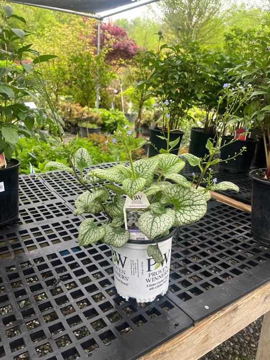 Queen of Hearts Brunnera