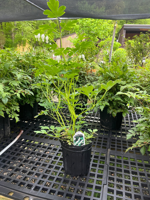 Alba (White) Bleeding Heart