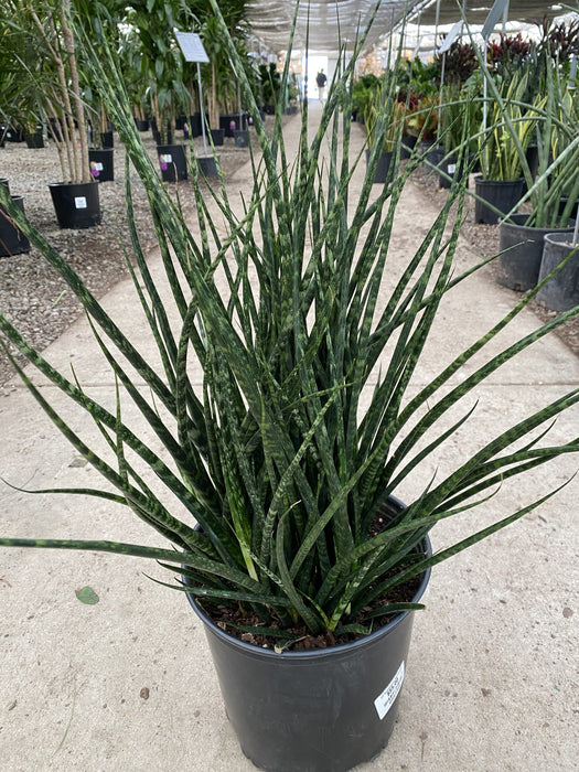 Fernwood Mikado Snake Plant