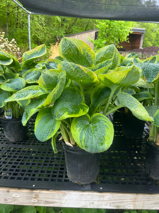 Frances Williams Hosta