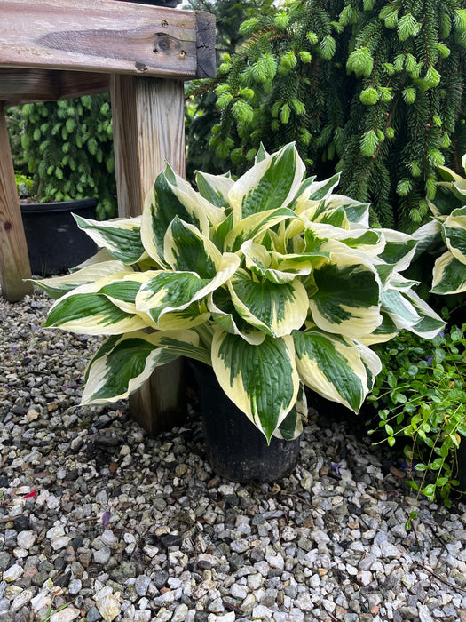 Patriot Hosta
