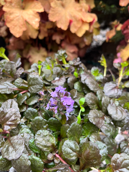 Black Scallop Bugle Weed