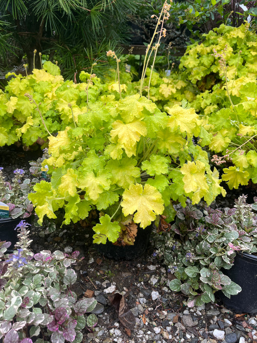 Lemon Love Coral Bells