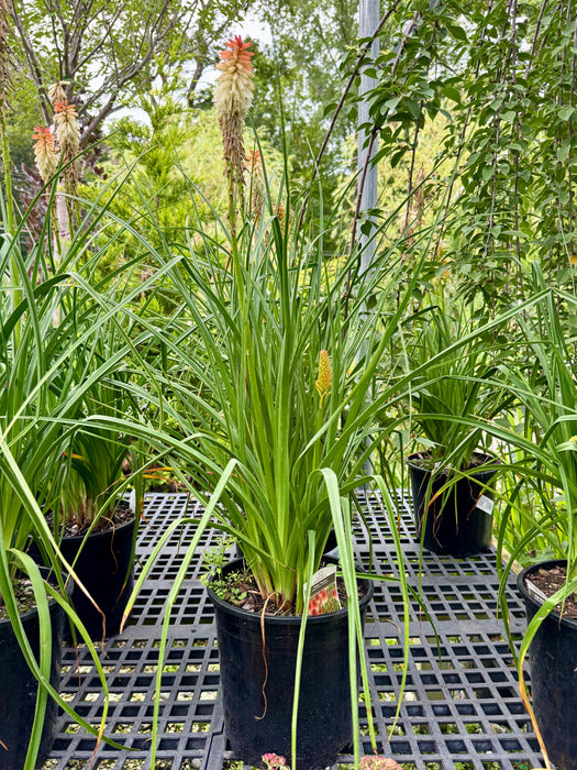 High Roller Red Hot Poker