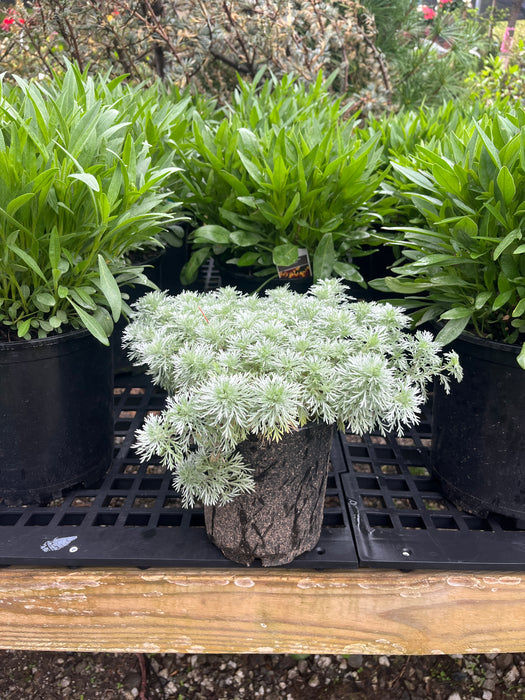 Artemisia Silver Mound Wormwood