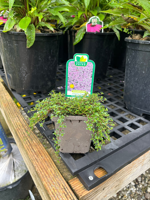 Red Creeping Thyme
