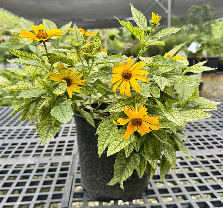 Sunstruck False Sunflower