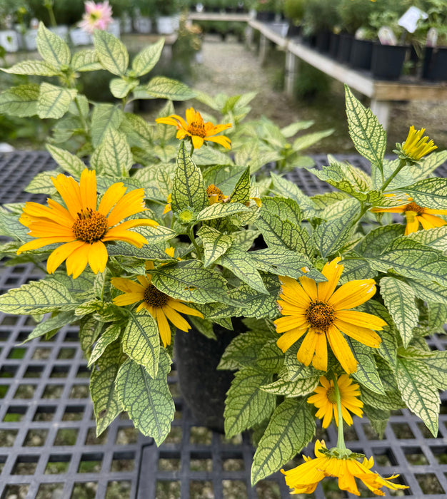 Sunstruck False Sunflower