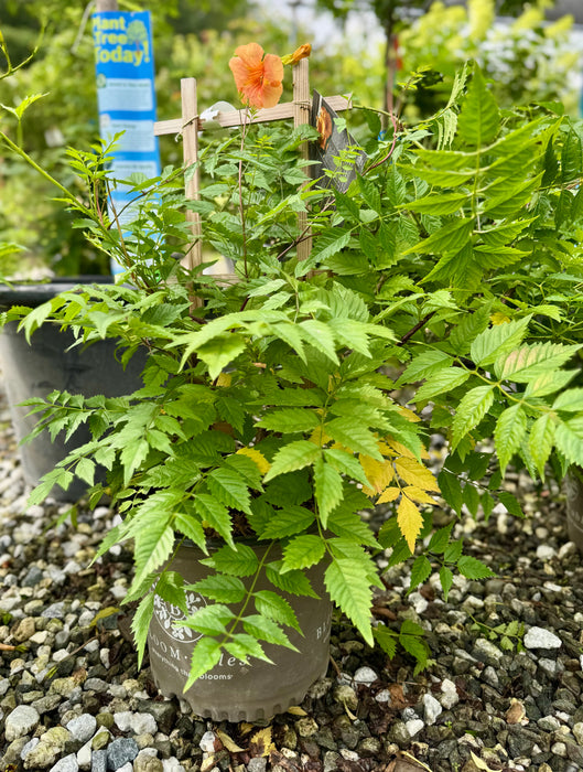Summer Jazz Sunrise Gold Trumpet Vine