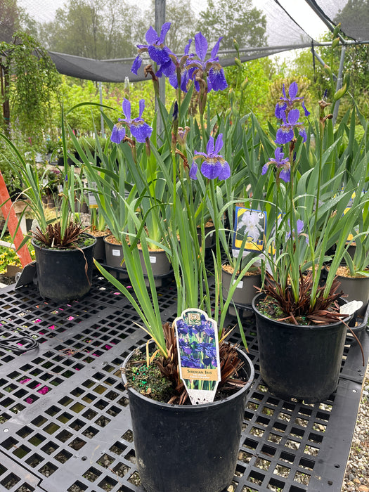 Caesar's Brother Siberian Iris