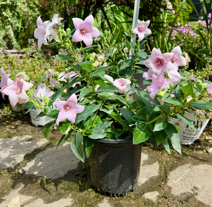 Pop Star™ Pink Balloon Flower