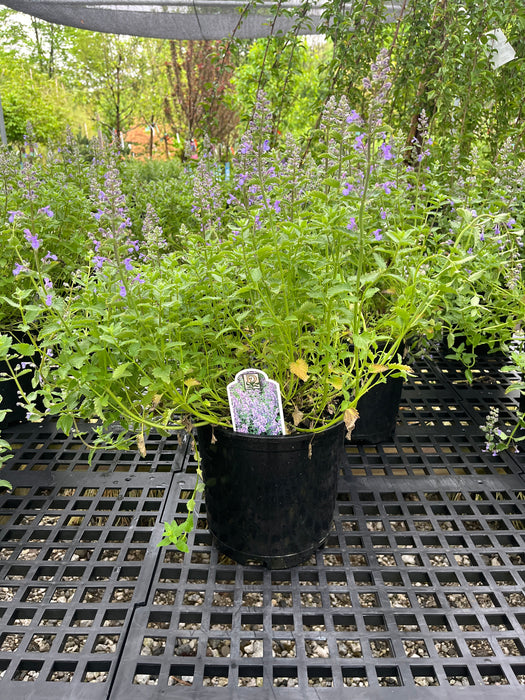 Junior Walker™ Catmint