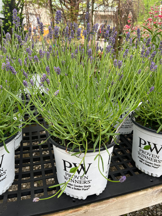 sweet romance lavender seeds for sale Sweet Romance Lavender