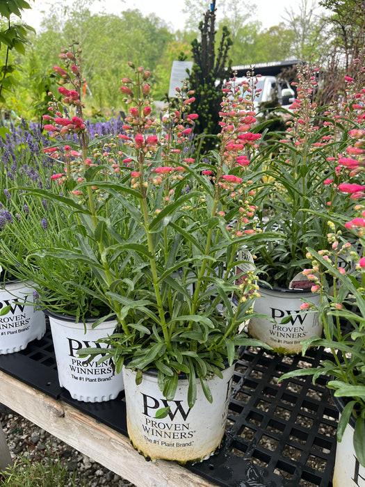 Pink Pearls Beardtongue (Penstemon)