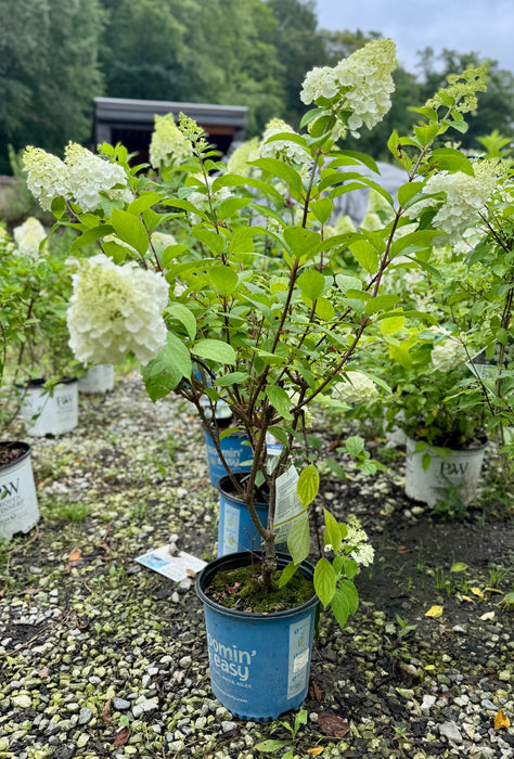 Moonrock® Hardy Hydrangea