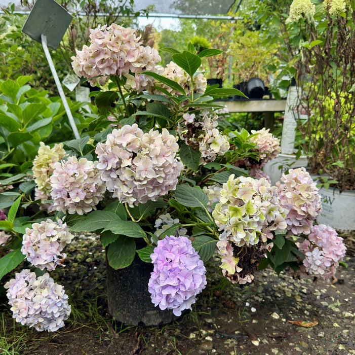 Nikko Blue Hydrangea
