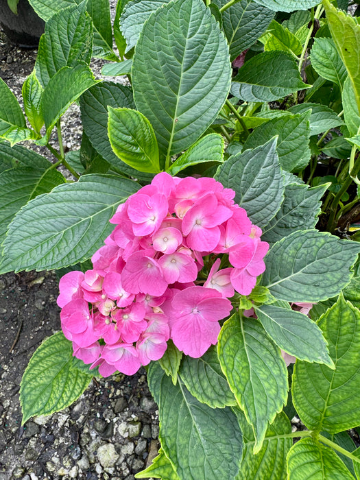 L.A. Dreamin Hydrangea