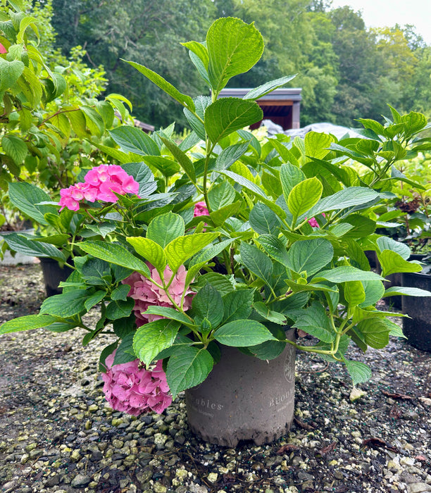 L.A. Dreamin Hydrangea