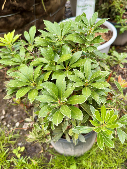 Passion Frost Pieris