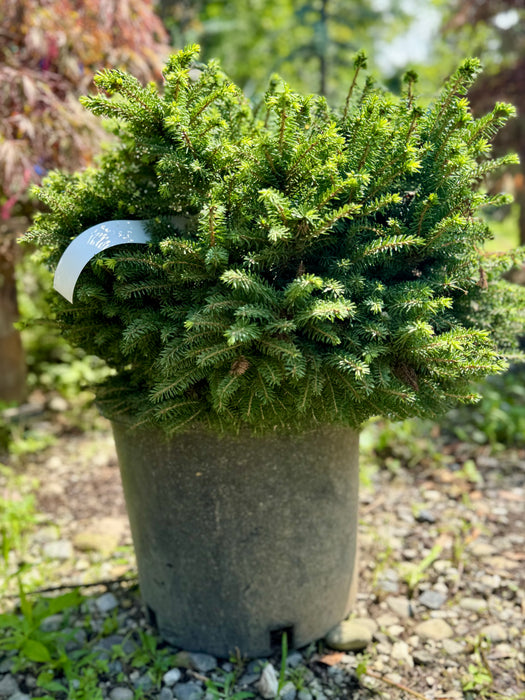 Little Gem Norway Spruce