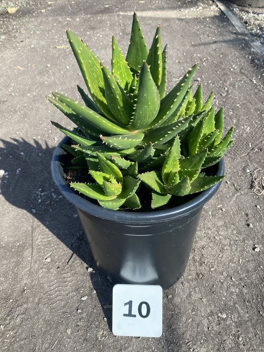 Golden Toothed Aloe