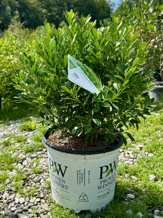 Strongbox Inkberry Holly