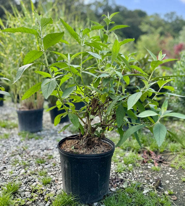 Honeycomb Butterfly Bush