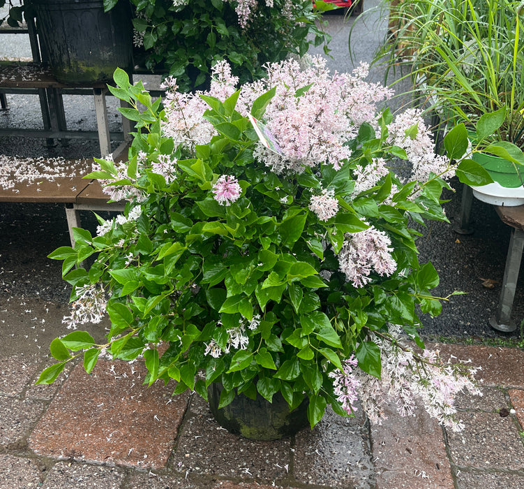Miss Kim Dwarf Lilac