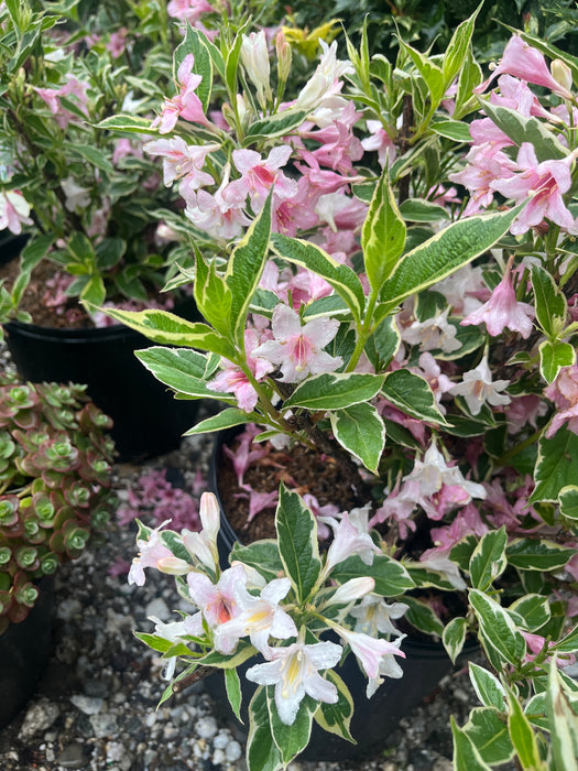 Variegated Weigela