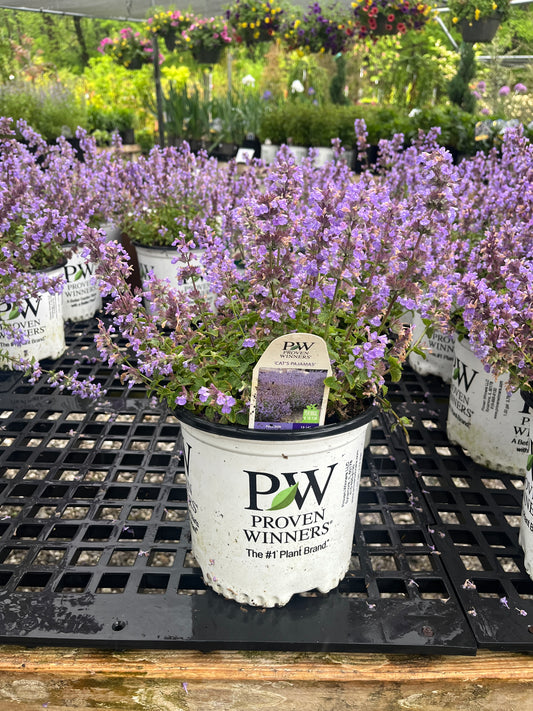 Cat's Pajamas Catmint