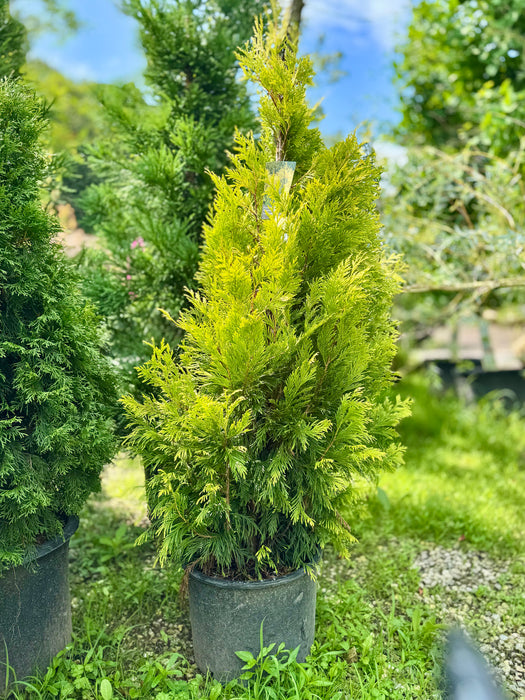 Forever Goldy™ Arborvitae