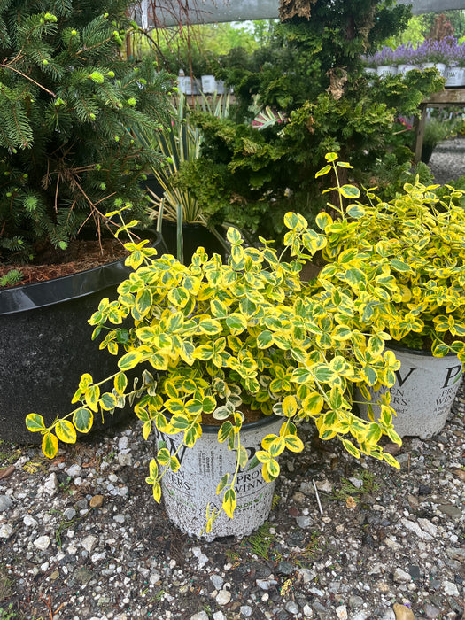 Gold Splash® Wintercreeper