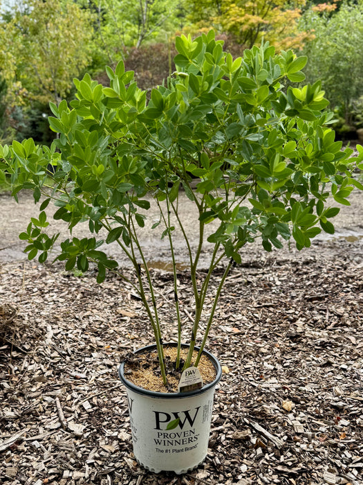 Decadence® Deluxe Pink Truffles False Indigo