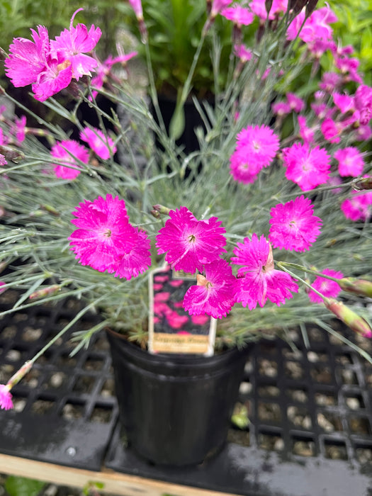 Firewitch Dianthus