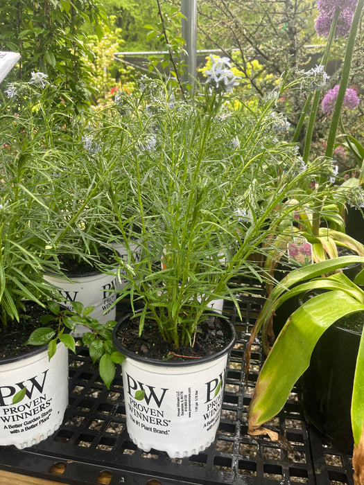 String Theory Blue Star (Amsonia)