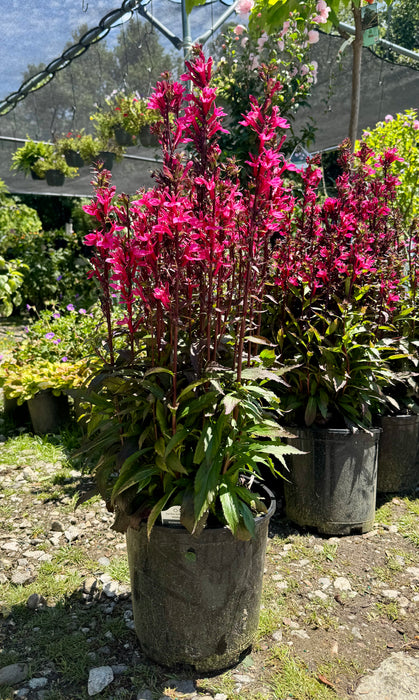 Starship™ Deep Rose Cardinal Flower
