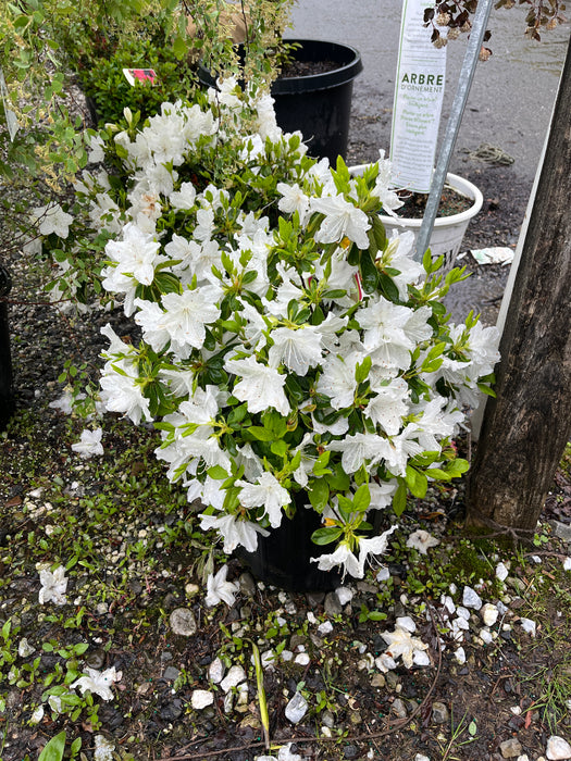 Delaware Valley White Azalea