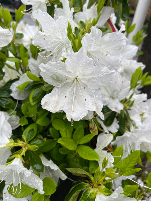 Delaware Valley White Azalea