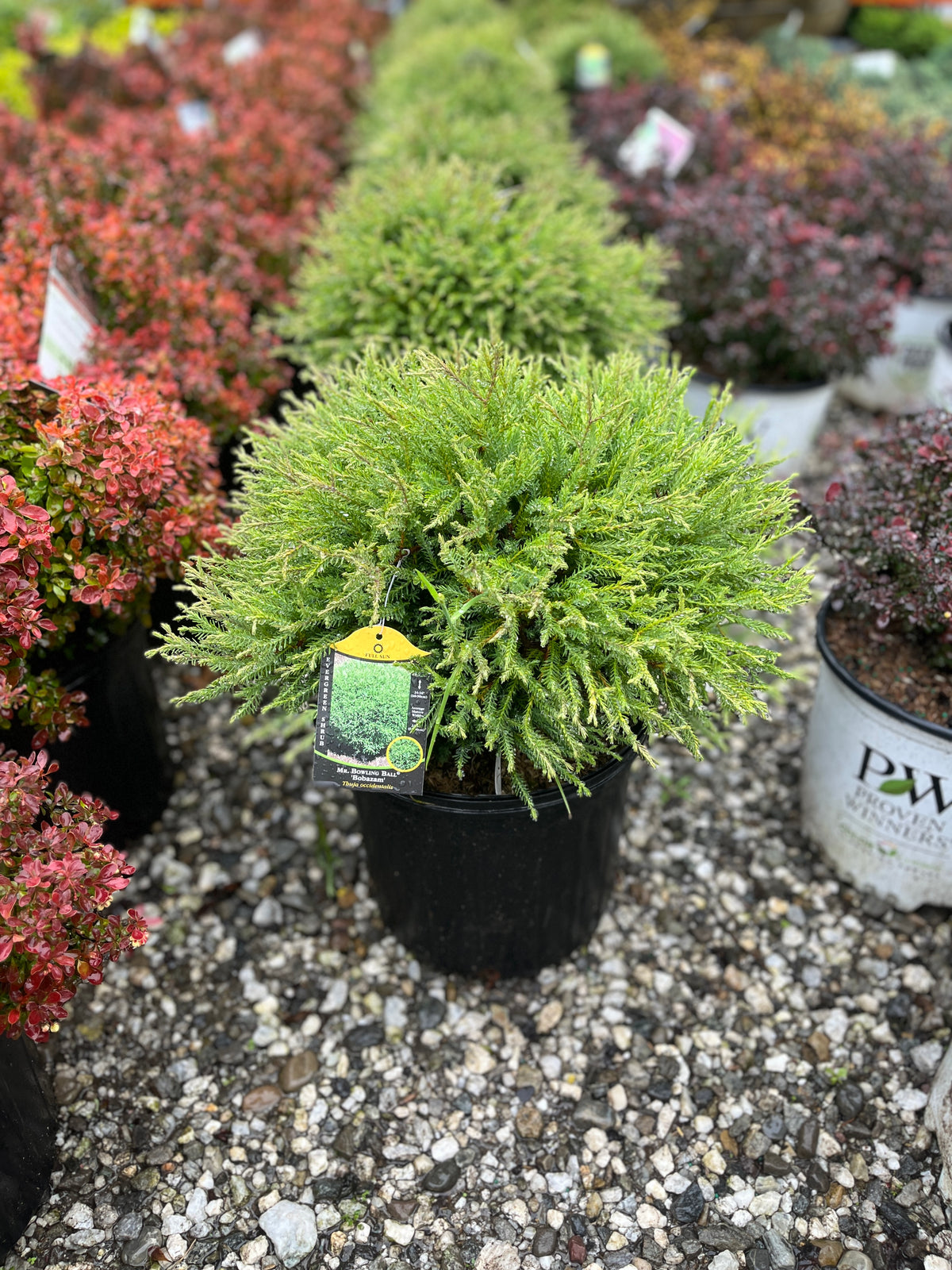 Mr. Bowling Ball Arborvitae For Sale Online