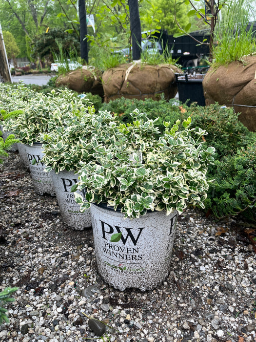 White Album® Wintercreeper