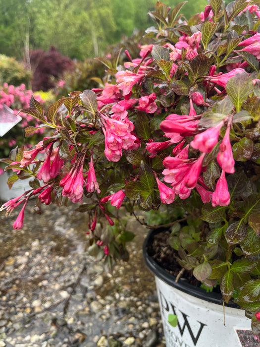 Very Fine Wine® Weigela